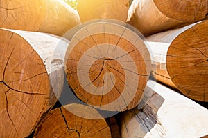 Stack of Large wood log photo