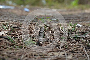 On a stack of little wooden branches, a giant wooden branch