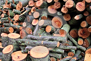 A stack of log cuttings