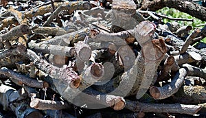 Stack of logs