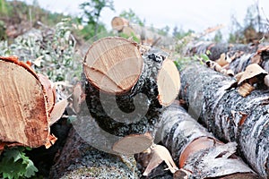 Stack of logs close-up birch saw cut annual rings pattern light beige