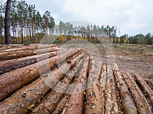 Stack of logs on deforested area