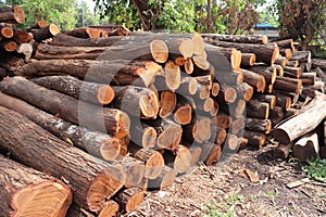 Stack Of Logs In Forest | cutting Logs | Stacked logs
