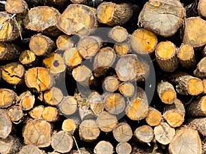 Stack of logs, fresh cut or felled tree trunks piled ready for chopping fire wood in a forest