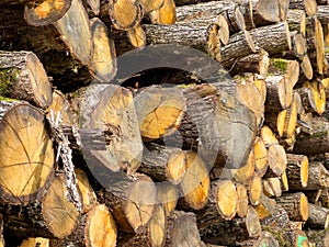 Stack of logs, fresh cut or felled tree trunks piled ready for chopping fire wood in a forest