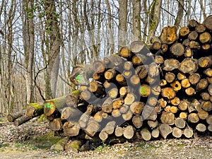 Stack of logs, fresh cut or felled tree trunks piled ready for chopping fire wood in a forest