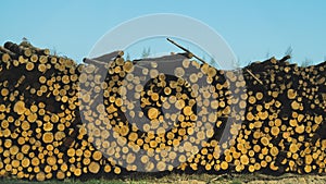 Stack of logs lying on the side of the road. big pile of timber