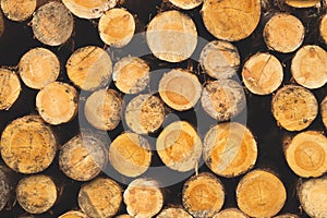 Stack of logs. natural wooden background with timber. log wall