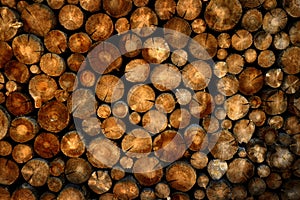 Stack of Logs Pine Trees