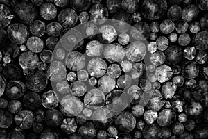 Stack of Logs Pine Trees