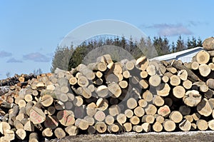 Stack of logs by sawmill