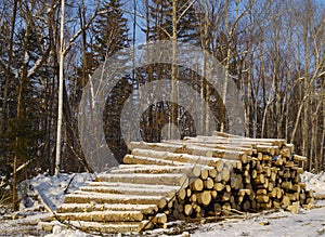 Stack of logs in a taiga