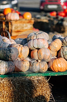 Stack lot of Autumn scenic pumpkins at outdoor farmers market on display for sale ready for Halloween. Autumn background