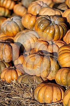 Stack lot of Autumn scenic pumpkins at outdoor farmers market on display for sale ready for Halloween. Autumn background