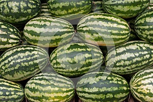 Stack of many big sweet green watermelons