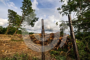 Stack of many sawn logs of pine trees