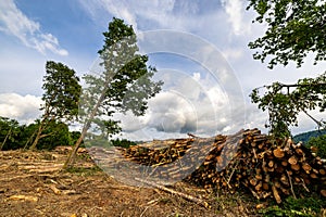 Stack of many sawn logs of pine trees