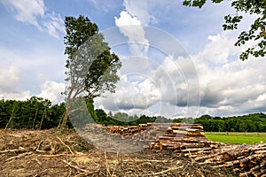 Stack of many sawn logs of pine trees