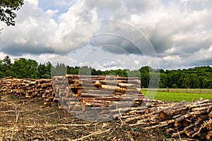 Stack of many sawn logs of pine trees