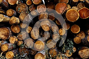 Stack of many sawn logs of pine trees