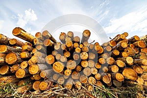 Stack of many sawn logs of pine trees
