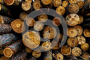 Stack of many sawn logs of pine trees