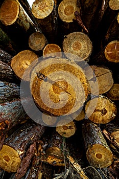 Stack of many sawn logs of pine trees