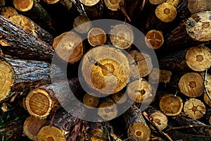 Stack of many sawn logs of pine trees