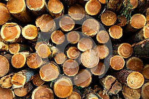Stack of many sawn logs of pine trees