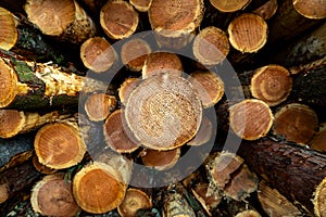 Stack of many sawn logs of pine trees