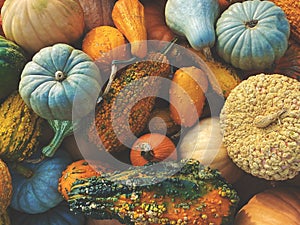 Stack of Multicolored Fall Pumpkins, Squash and Gourds Colorful Vegetables Background Shot from Directly Above