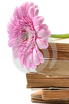 Stack of old books with pink mum flower