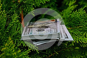 Stack of one hundred dollar bills on christmas tree.