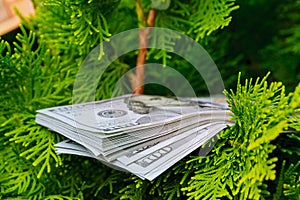 Stack of one hundred dollar bills on christmas tree.