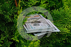 Stack of one hundred dollar bills on christmas tree.