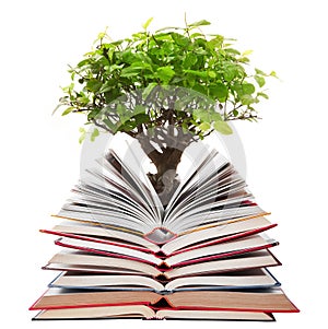 Stack of open books with tree