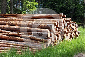 Stack of pine logs in summer forest