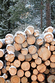 Stack of Pine Logs in Winter Snow