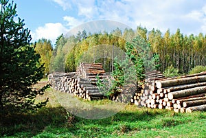 Stack of prepared wood in european forest
