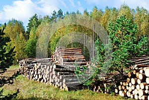 Stack of prepared wood in european forest