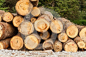 Stack of raw wooden lumber on the grass by the forest. Industry concept with lumberyard and wood. Pile of lumber