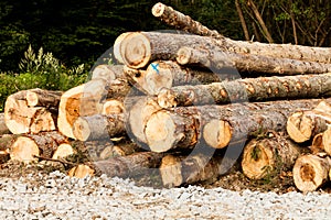 Stack of raw wooden lumber on the grass by the forest. Industry concept with lumberyard and wood. Pile of lumber