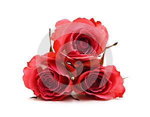Stack red rose flowers on white