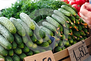 Stack with ripe cucumbers on the counter of the Belarussian market