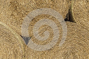Stack of round haybales 2