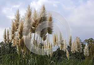 Stack of rushes in the park