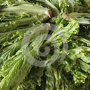 Stack of salad leaves sold by traders at the market