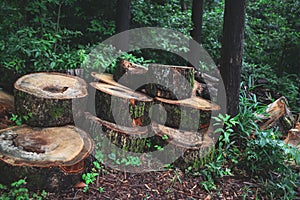 Stack of sawed logs in the green forest in spring