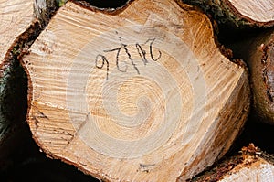 Stack of sawed tree trunks in Germany photo