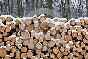 Stack of sawed trees.